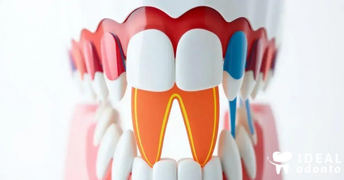 Molares: Dentes para Mastigar